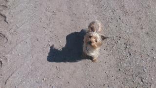 Liebe Yorkshire Terrier Hündin zu verkaufen