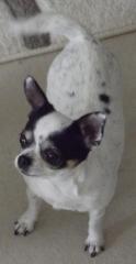 Chihuahua-Frida entlaufen/gestohlen