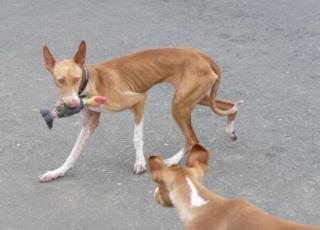 Tarifa sucht ein schönes Zuhause hundeerfahrene Katzen kein Problem