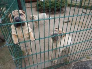 Shar Pei Welpen mit Papieren