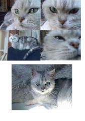 Katze kleinwüchsig 10 Jahre abzugeben auf Probe