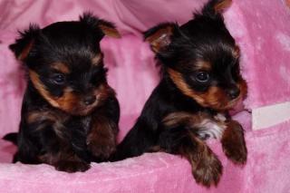 Yorkshire Terrier Welpen - 7 Wochen