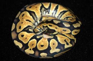 Königspython Python Regius