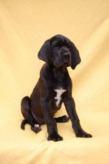 Deutsche Doggen Welpen in Schwarz