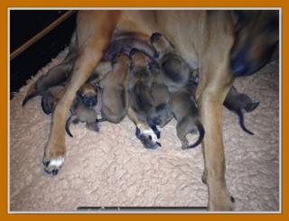 Hurra Die Welpen sind da