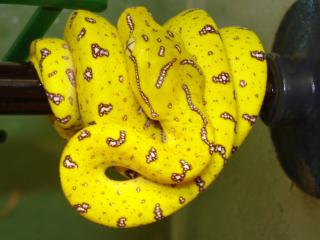 Morelia viridis Aru