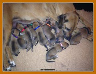 Wunderschöne Rhodesian Ridgeback Welpen mit Papieren