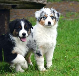 Australian Shepherd Welpen mit ASCA-Papieren aus gewissenhafter Hobbyzucht such