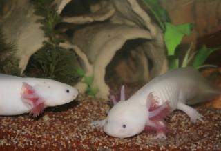 Axolotl Pärchen Weißlinge
