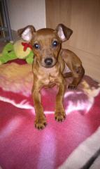 Chihuahua mix sucht neuen Zuhause.