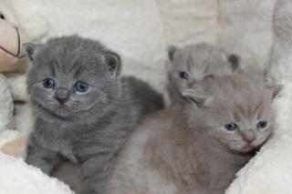 BKH/Kartäuser Kitten in blau und lilac nähe Koblenz