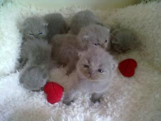 Süße reinrassige BKH Kitten ab 7. August 2021 abzugeben