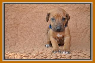 4 Rhodesian Ridgeback Welpen suchen neue Familien