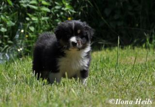 Australian Shepherd Bub sucht