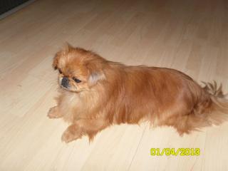 Reinrassiger Pekingese sucht Hündin zum Decken