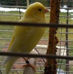 Kanarienvogel vermisst