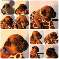 Wir haben wunderschöne, dunkle, kräftige Rhodesian Ridgeback Welpen