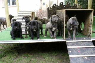 Dogo Canario Welpen mit VDH/FCI Papieren