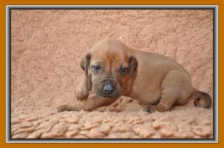 Aufgeweckte Ridgeback Rüden suchen Sie