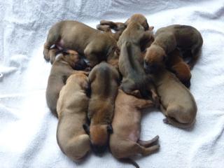 5 Rhodesian Ridgeback Rüden zu verkaufen