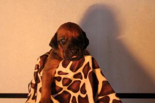 Wir haben wunderschöne knochenstarke, dunkle Rhodesian Ridgeback Welpen