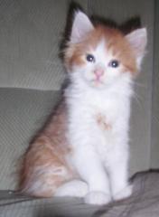 Maine Coon - Mix - Katerchen ab sofort abzugeben