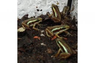 Pfeilgiftfrösche Epipedobates Tricolor
