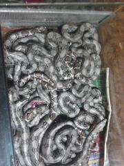 Boa Constrictor Imperator
