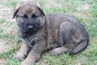 5 Süße Schäferhunde Welpen