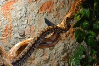 Gebe zwei Madagaskar Boas ab