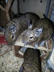 Degu Weibchen