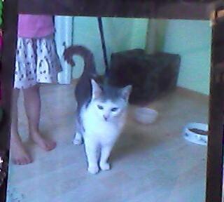 Katzen in liebevole Hände abzugeben
