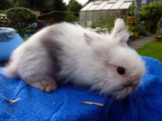 Aus meiner kleinen aber feine Zucht suchen noch einige Teddyzwergkaninchen neue