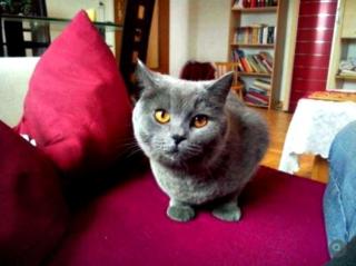 Kartäuser Katze Sandy sucht dringend ein neues Zuhause