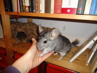 Kastriertes Chinchilla-Böckchen mit Käfig und sämtlichem Zubehör abzugeben
