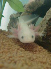 Axolotl Jungtiere Weiß und Gold