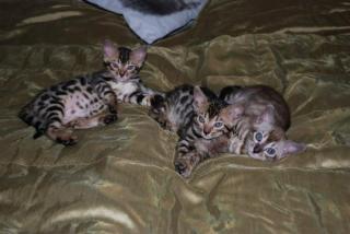 Bengalkitten