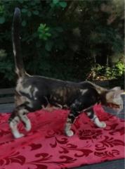 3 kleine Bengal Kitten zu verkaufen