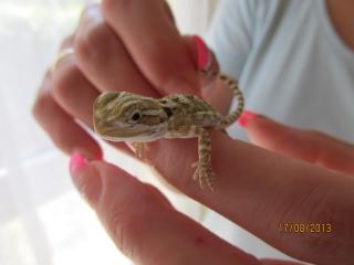 Zwergbartagame Pogona henrylawsoni aus Hobbyzucht