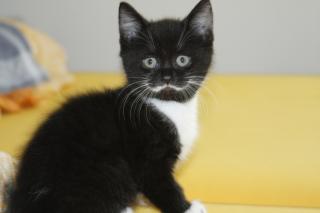 Britisch Kurzhaar BKH Kitten Babies Kätzchen