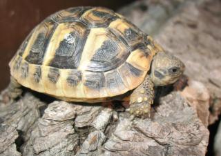 Landschildkröten Testudo hercegovinensis Dalmatinische Landschildkröten abzuge