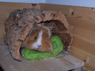 Unterstände für Meerschweinchen, Kleintiere, verschiedene Größen