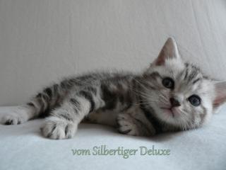 BKH Britisch Kurzhaar Whiskas Baby vom Züchter zur Abgabe im Oktober