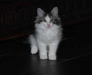 Du suchst schmusige Norwegische Waldkatzen Kitten