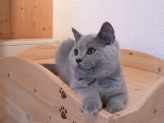 BKH Kitten