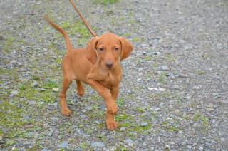 Magyar ungarische Vizsla Welpe