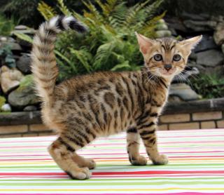 Bengalkitten, Bengalkatzen, Atemberaubende Minileoparden