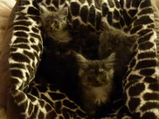 Sehr verschmuste wunderschöne Maine Coon Kitten in liebevolle Hände abzugeben