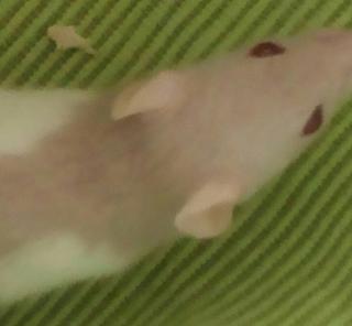 Albino und Farb Rattenbaby suchen dringend Zuhause