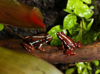 Biete Epipedobates anthonyi - tricolor